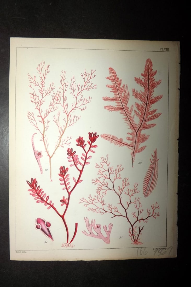 Landsborough, David 1851 HC Seaweed Print. Ceramium, Ptilota, Chylocladia, Microcladia 08: Hand Coloured Lithograph Published 1849, London for "A Popular History of British Sea-Weeds?" by the Rev. David Landsborough. Paper Size: 6 x 5 inch (16 x 13cm) Good Condition