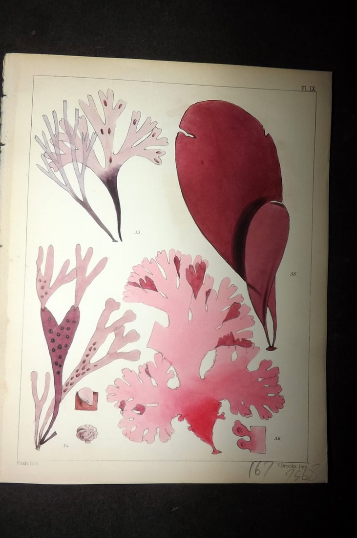 Landsborough, David 1851 Hand Col Seaweed Print. Chondrus, Phyllophora, Iridaea 09: Hand Coloured Lithograph Published 1849, London for "A Popular History of British Sea-Weeds?" by the Rev. David Landsborough. Paper Size: 6 x 5 inch (16 x 13cm) Good Condition