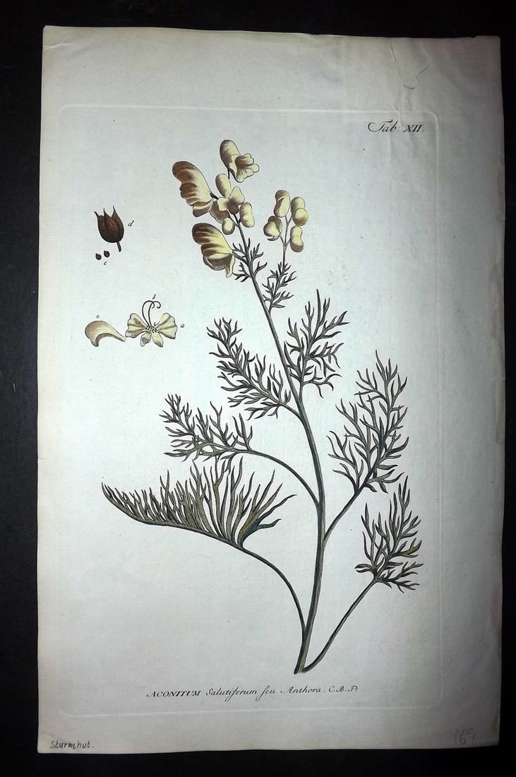 Miller, Philip C1770 Folio Hand Col Botanical. Aconitum Salutiferum: Folio Hand Colored Copper Plate Published 1768-82, Nuremberg for "Abbildungen der n?tzlichsten, schonsten und seltensten Pflanzen welche in seinem Gartner-Lexicon vorkommen" by Philip Miller. Paper Si