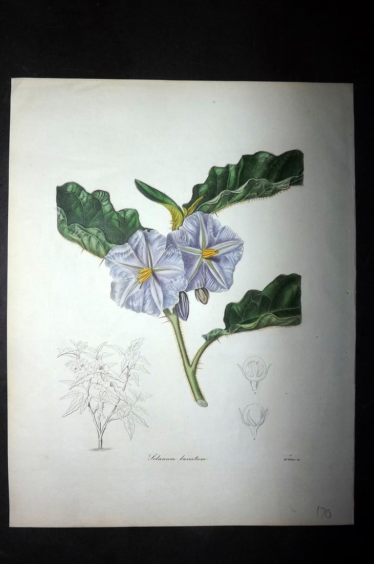 Maund, Benjamin 1830's Hand Col Botanical Print. Solanum Lanatum: Hand Colored Steel Engraving/Etching Published 1837-42, London for "The Botanist: Containing Accurately Coloured Figures of Tender and Hardy Ornamental Plants" by Benjamin Maund. Paper Size: 8.5 x 7 i