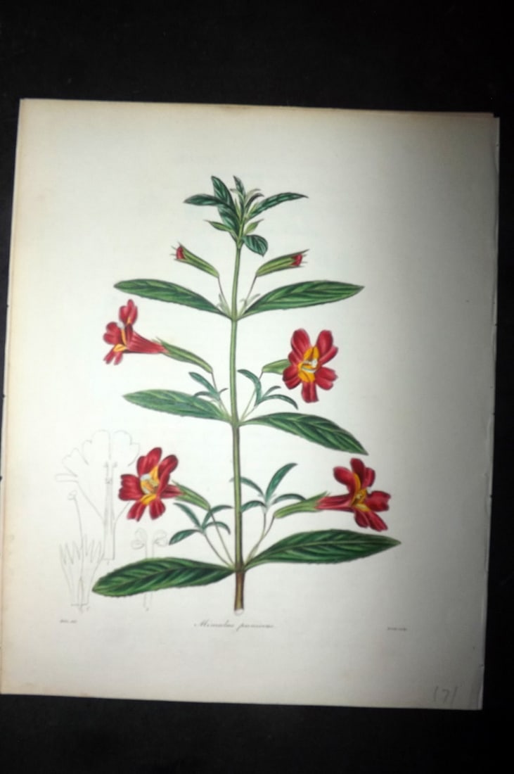 Maund, Benjamin 1830's Hand Col Botanical Print. Mimulus Puniceus, Monkey Flower: Hand Colored Steel Engraving/Etching Published 1837-42, London for "The Botanist: Containing Accurately Coloured Figures of Tender and Hardy Ornamental Plants" by Benjamin Maund. Paper Size: 8.5 x 7 i