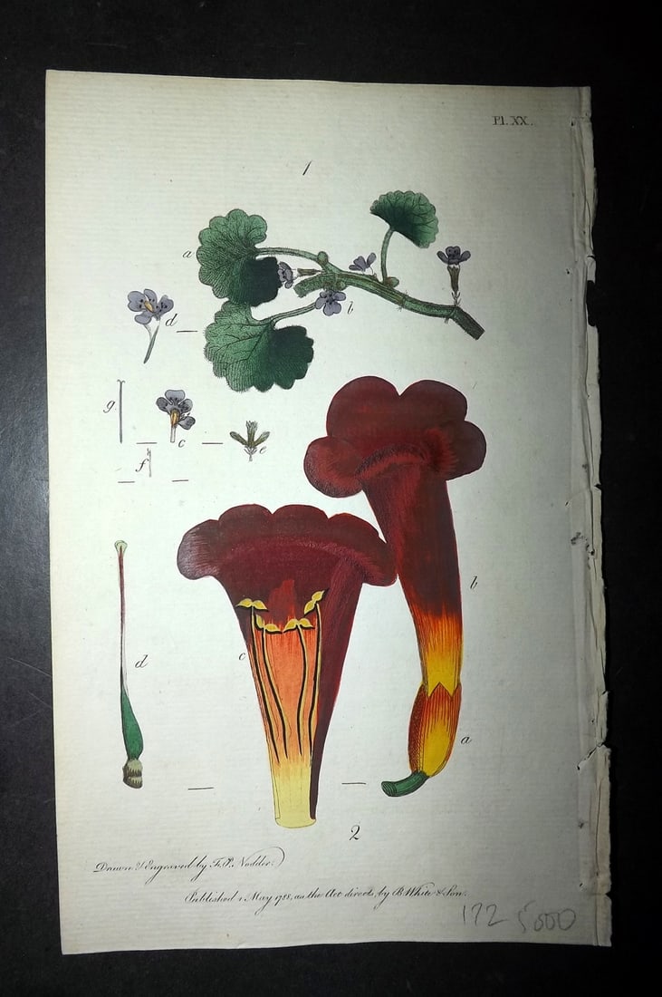 Nodder & Martyn 1787 Hand Col Botanical Print. Ground Ivy, Trumpet Flower 20: Copper Plate Published 1787, London for "Thirty-eight Plates, with Explanations, Intended to Illustrate Linnaeus's System of Vegetables" by Thomas Martyn. Drawn & Engraved by Frederick Polydore Nodder