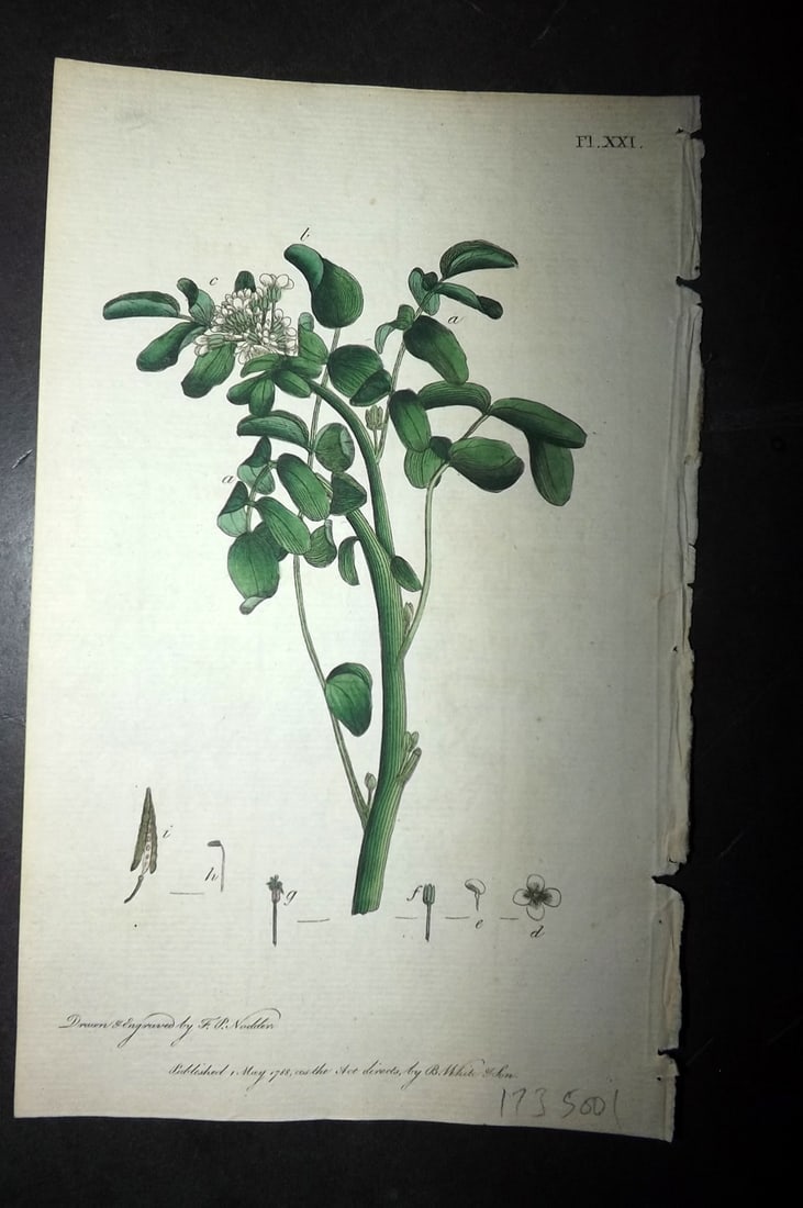 Nodder & Martyn 1787 Hand Col Botanical Print. Water Cress 21 (1 of 1)