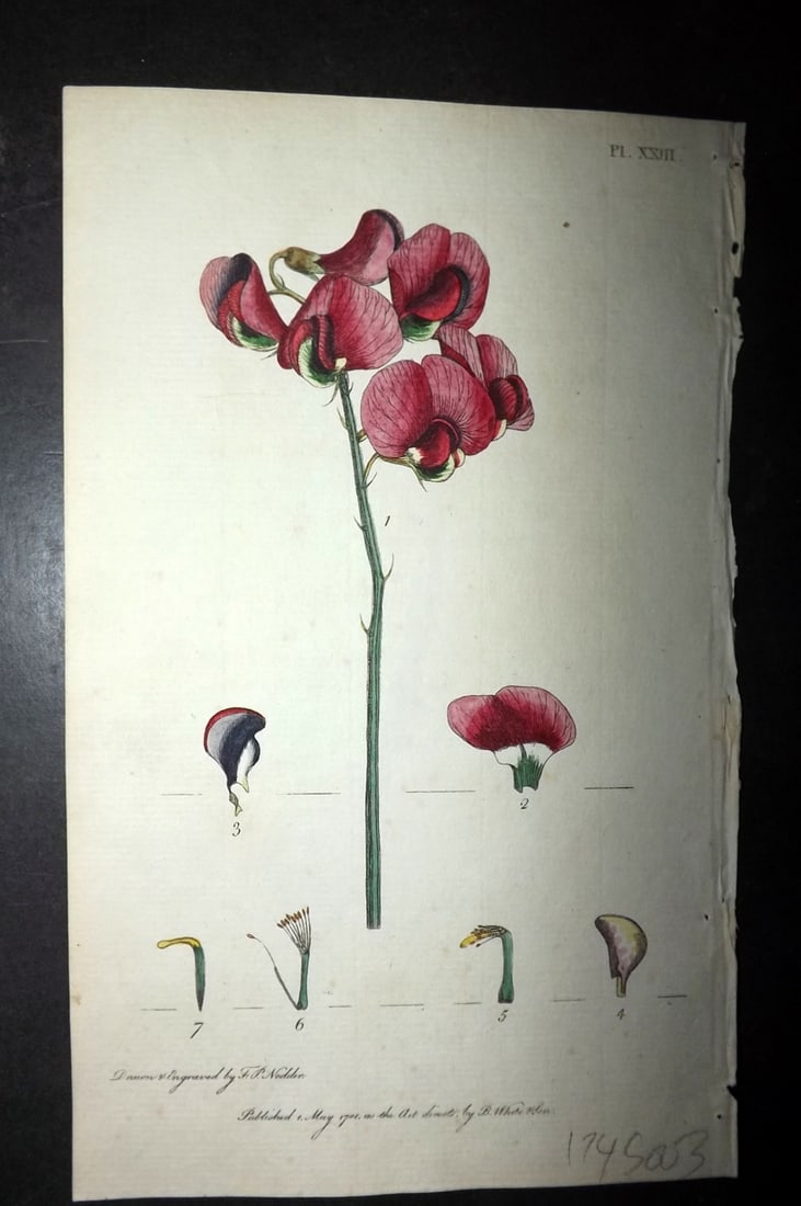 Nodder & Martyn 1787 Hand Col Botanical Print. Everlasting Pea 23 (1 of 1)