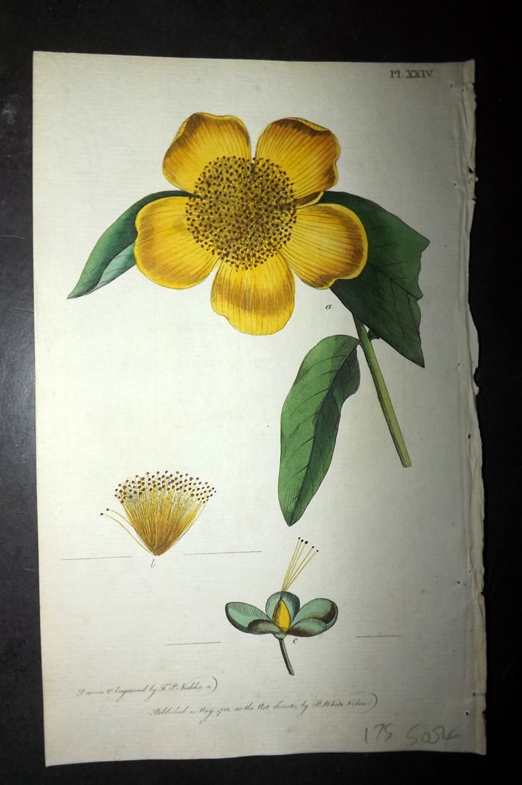 Nodder & Martyn 1787 Hand Col Botanical Print. Garden Tustan 24 (1 of 1)