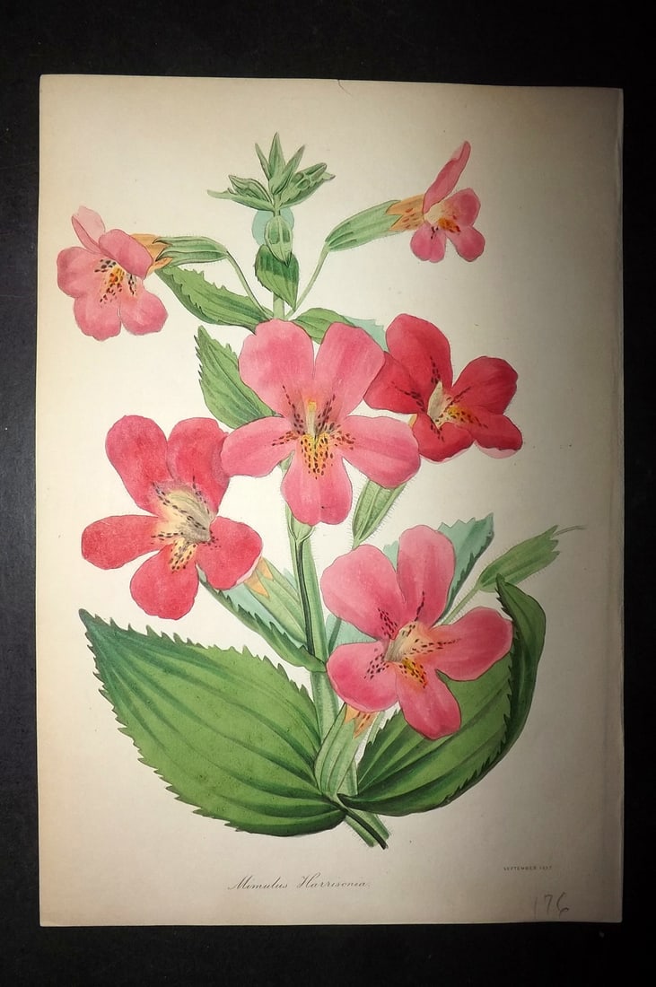 Paxton, Joseph 1837 Hand Col Botanical Print. Mimulus Harrisonia, Monkey Flower (1 of 1)