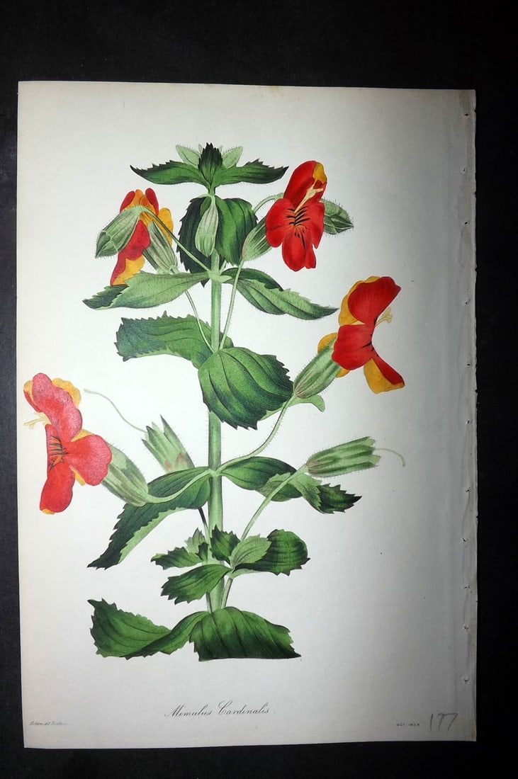 Paxton, Joseph 1836 Hand Col Botanical Print. Mimulus Cardinalis, Monkey Flower: Hand Colored Etchings Published 1834-49, London for "Paxton's Magazine of Botany" by Joseph Paxton. Paper Size: 9 x 6 inch (23 x 16cm) Good Condition