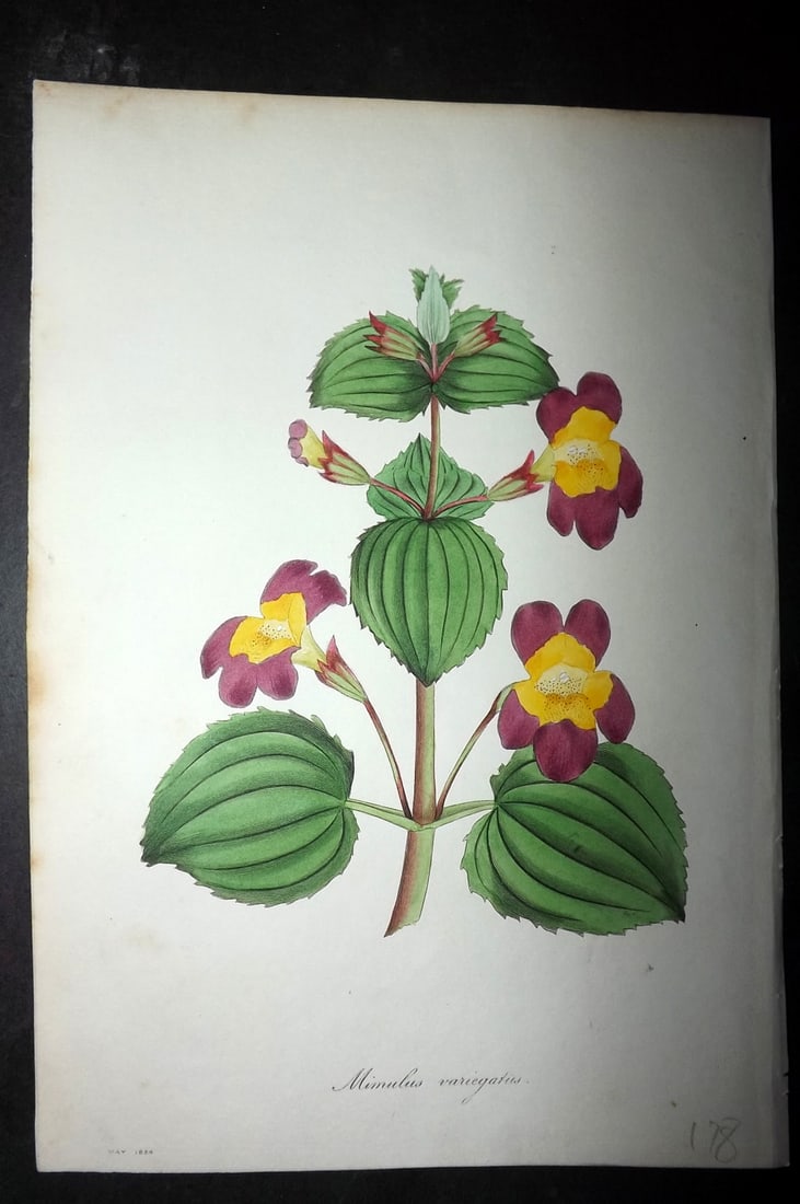 Paxton, Joseph 1834 Hand Col Botanical Print. Mimulus Variegatus, Monkey Flower: Hand Colored Etchings Published 1834-49, London for "Paxton's Magazine of Botany" by Joseph Paxton. Paper Size: 9 x 6 inch (23 x 16cm) Good Condition