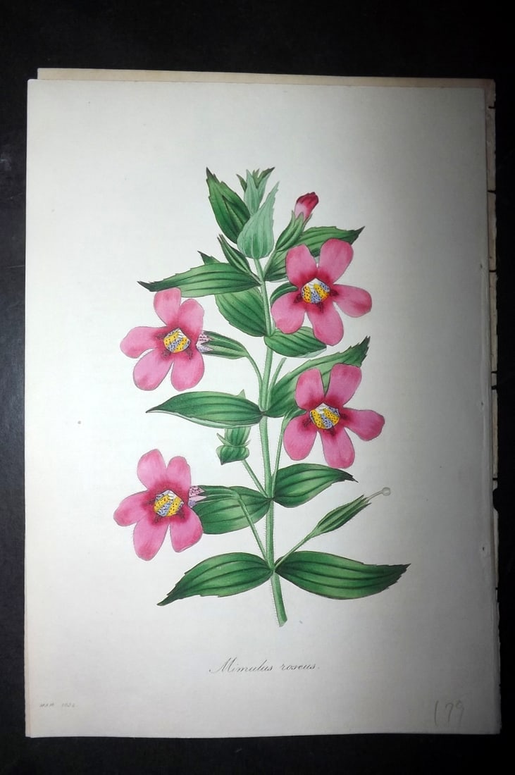 Paxton, Joseph 1834 Hand Col Botanical Print. Mimulus Roseus, Monkey Flower: Hand Colored Etchings Published 1834-49, London for "Paxton's Magazine of Botany" by Joseph Paxton. Paper Size: 9 x 6 inch (23 x 16cm) Good Condition