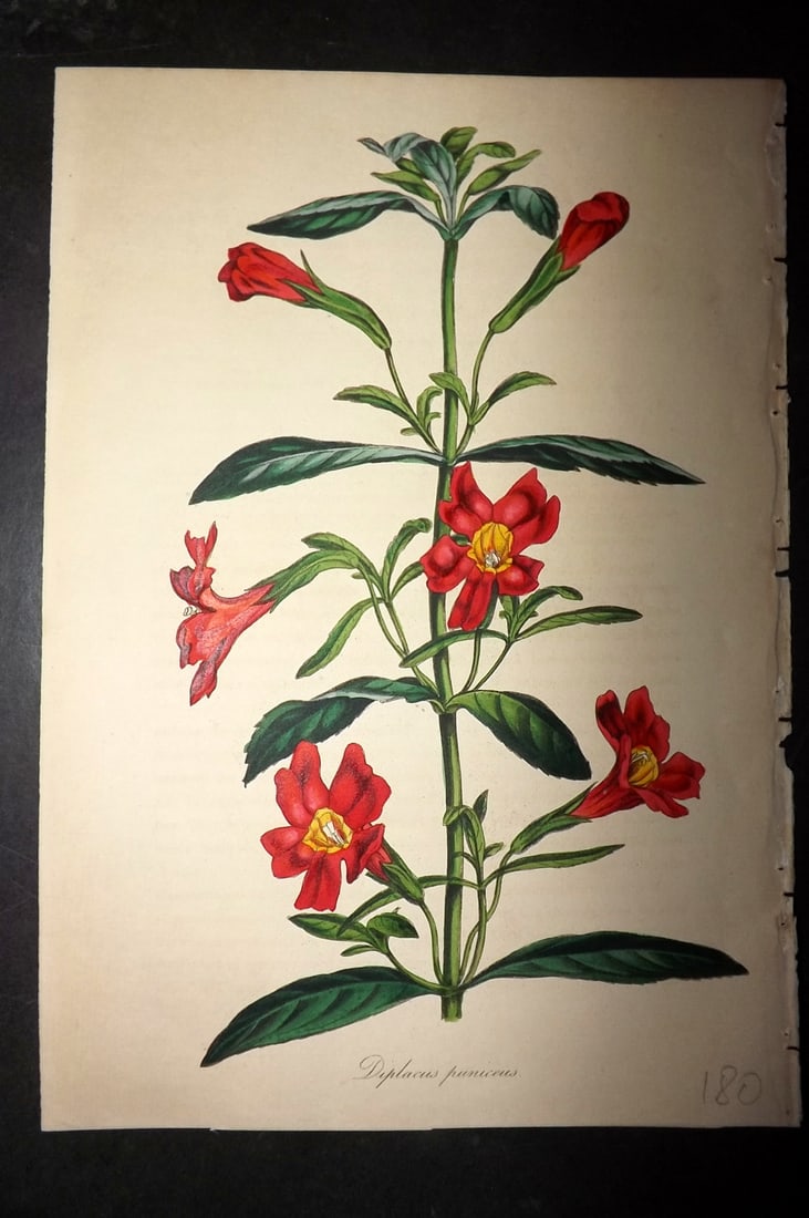 Paxton, Joseph 1830's Hand Col Botanical Print. Diplacus Puniceus (1 of 1)