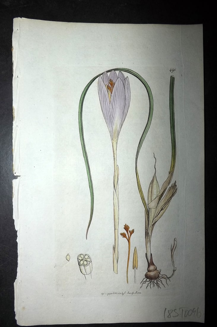 Sowerby, James C1800 Hand Col Botanical Print. Naked Flowering Crocus 491 (1 of 1)