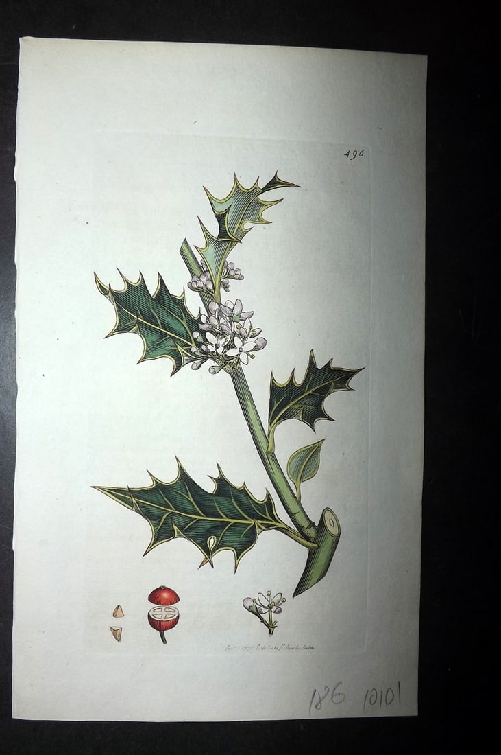 Sowerby, James C1800 Hand Col Botanical Print. Common Holly 496 (1 of 1)