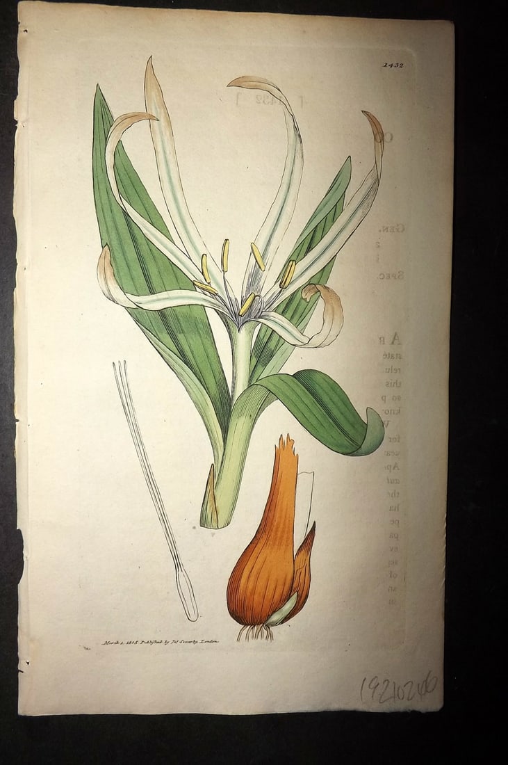 Sowerby, James C1800 Hand Col Botanical Print. Tardy flowering Meadow Saffron 1432 (1 of 1)
