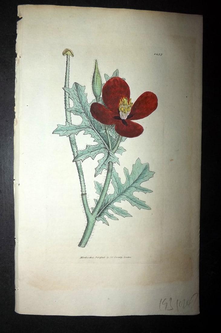 Sowerby, James C1800 Hand Col Botanical Print. Red Horned Poppy 1433 (1 of 1)