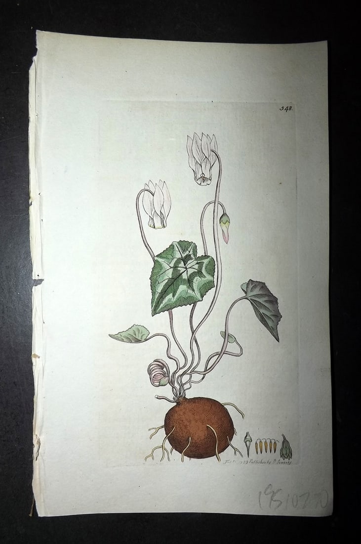 Sowerby, James C1800 Hand Col Botanical Print. Spring Cyclamen or Sow-Bread 548 (1 of 1)