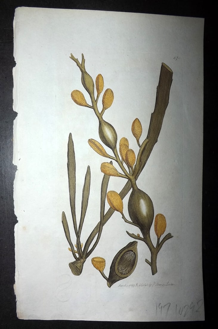Sowerby, James C1800 Hand Col Seaweed Print. Knobbed Fucus 570: Hand Colored Copper Plate Published London, 1790-1814 for "English Botany; or, Coloured Figures of British Plants..." First Edition by James Sowerby. With accompanying descriptive text. Paper Size: 9 