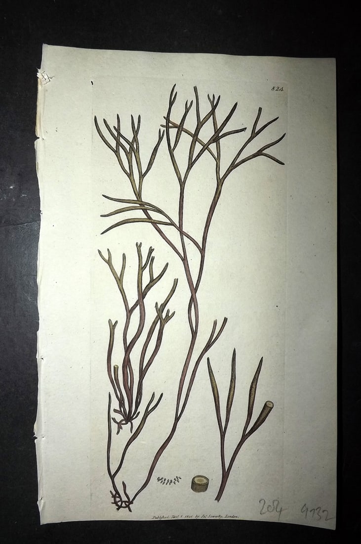Sowerby, James C1800 Hand Col Seaweed Print. Worm Like Fucus 824: Hand Colored Copper Plate Published London, 1790-1814 for "English Botany; or, Coloured Figures of British Plants..." First Edition by James Sowerby. With accompanying descriptive text. Paper Size: 9 