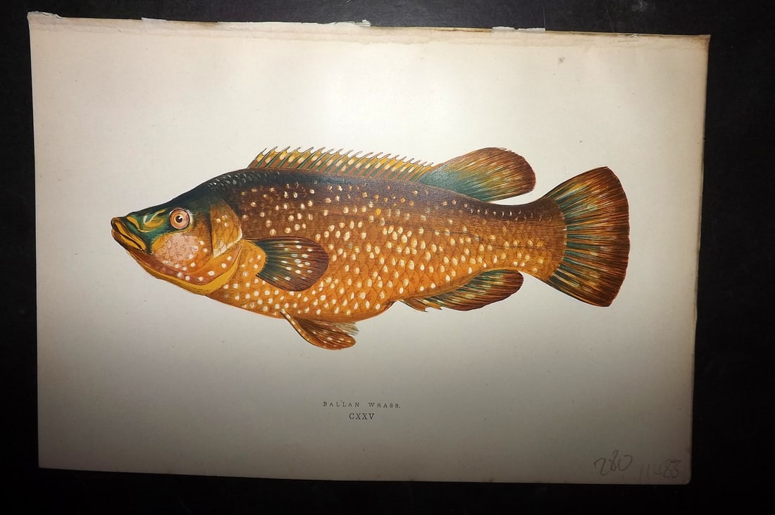 Couch, Jonathan 1878 Antique Fish Print. Ballan Wrass (1 of 1)