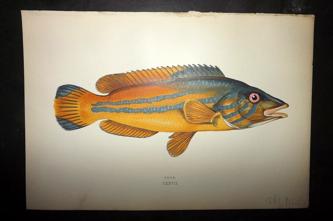 Couch, Jonathan 1878 Antique Fish Print. Cook (1 of 1)