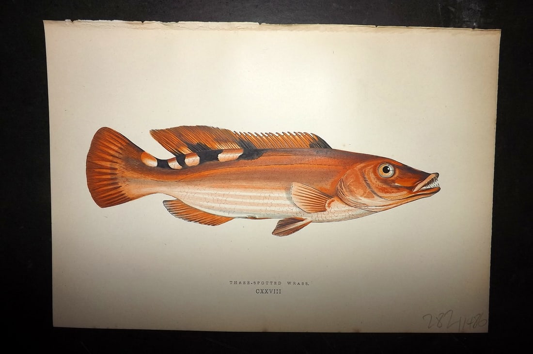 Couch, Jonathan 1878 Antique Fish Print. Three-Spotted Wrass: Colour Printed Woodblock Published 1877-78, London for "A History of the Fishes of the British Islands" by Jonathan Couch. Paper Size: 10 x 6.5 inch (25 x 17cm) Good Condition