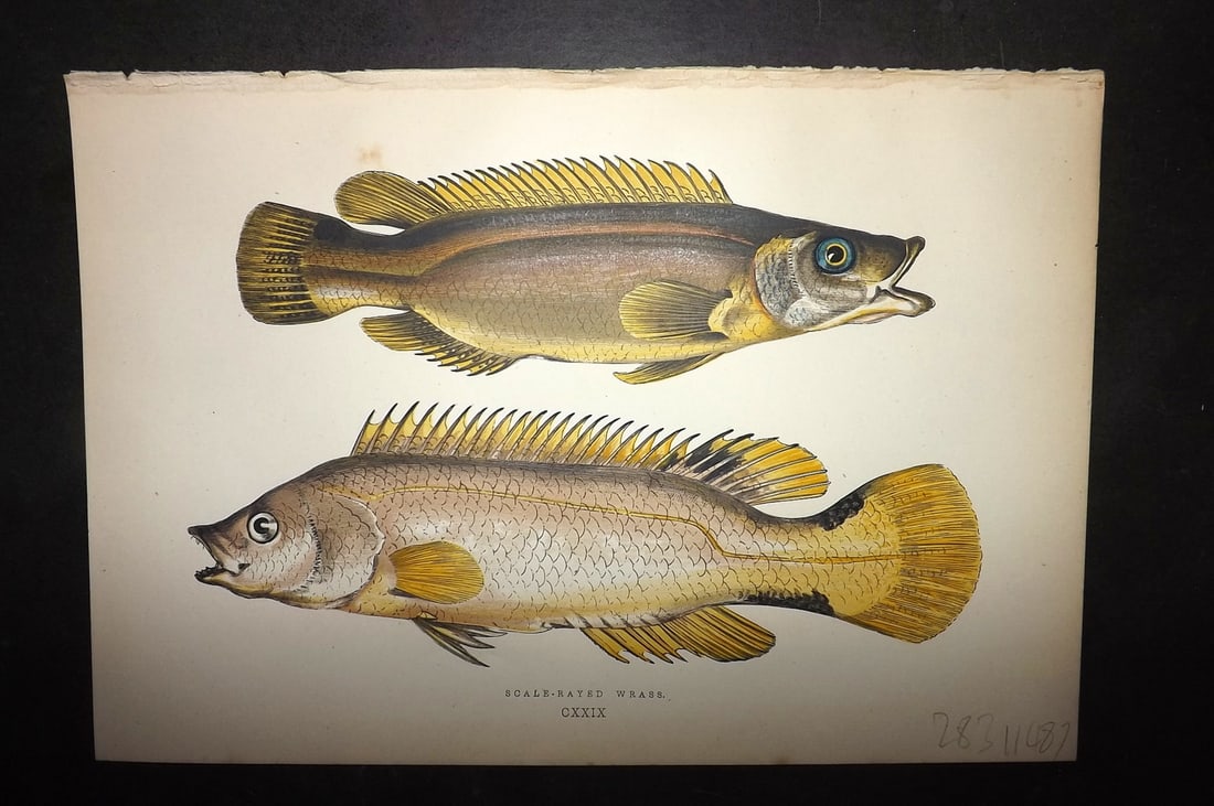 Couch, Jonathan 1878 Antique Fish Print. Scale Rayed Wrass (1 of 1)