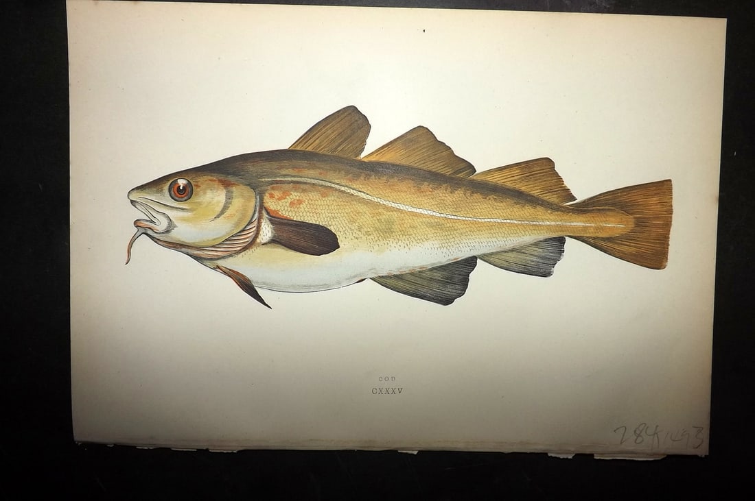 Couch, Jonathan 1878 Antique Fish Print. Cod (1 of 1)