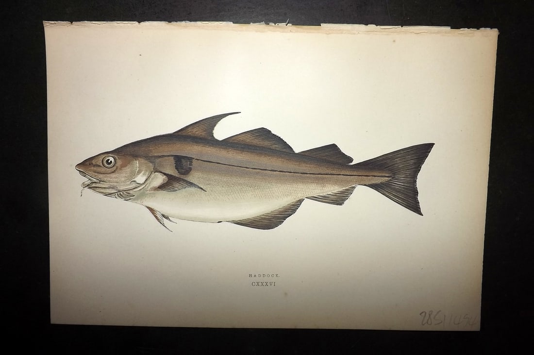Couch, Jonathan 1878 Antique Fish Print. Haddock: Colour Printed Woodblock Published 1877-78, London for "A History of the Fishes of the British Islands" by Jonathan Couch. Paper Size: 10 x 6.5 inch (25 x 17cm) Good Condition