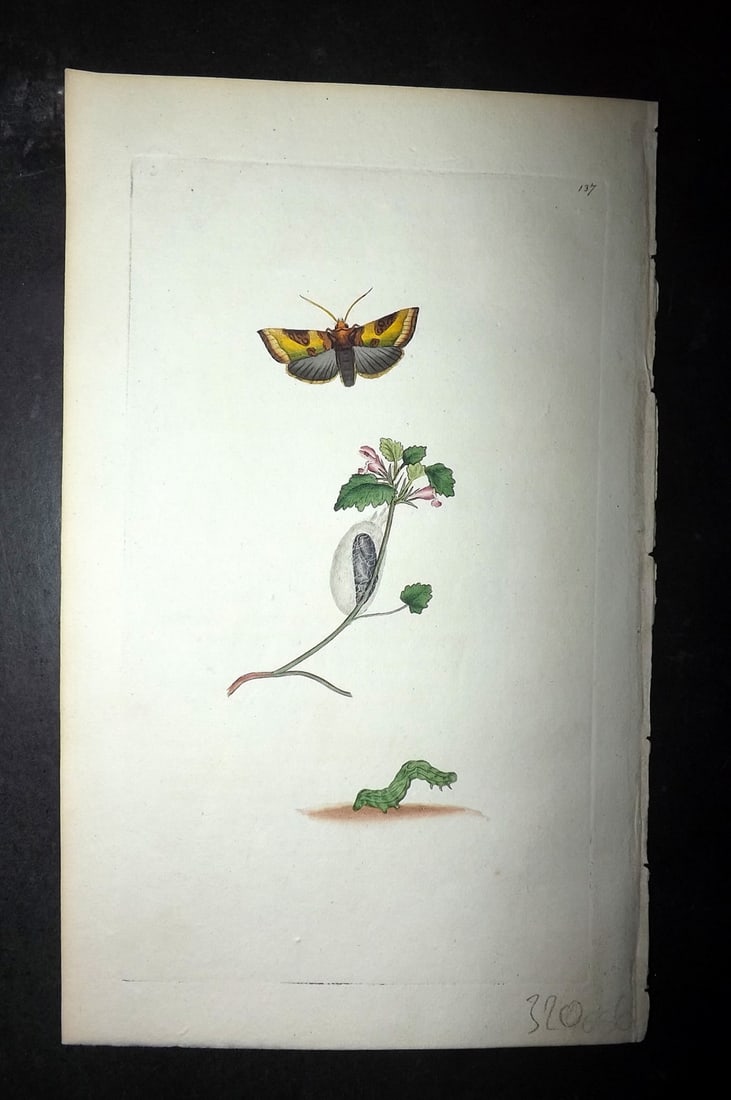 Donovan C1800 Hand Col Insect Print. Burnished Brass Moth 137: Hand Colored Etching Published 1796-1813, London for "The Natural History of British Insects" by Edward Donovan. With accompanying descriptive text. Paper Size: 9.5 x 6 inch (24 x 15cm) Good Condition