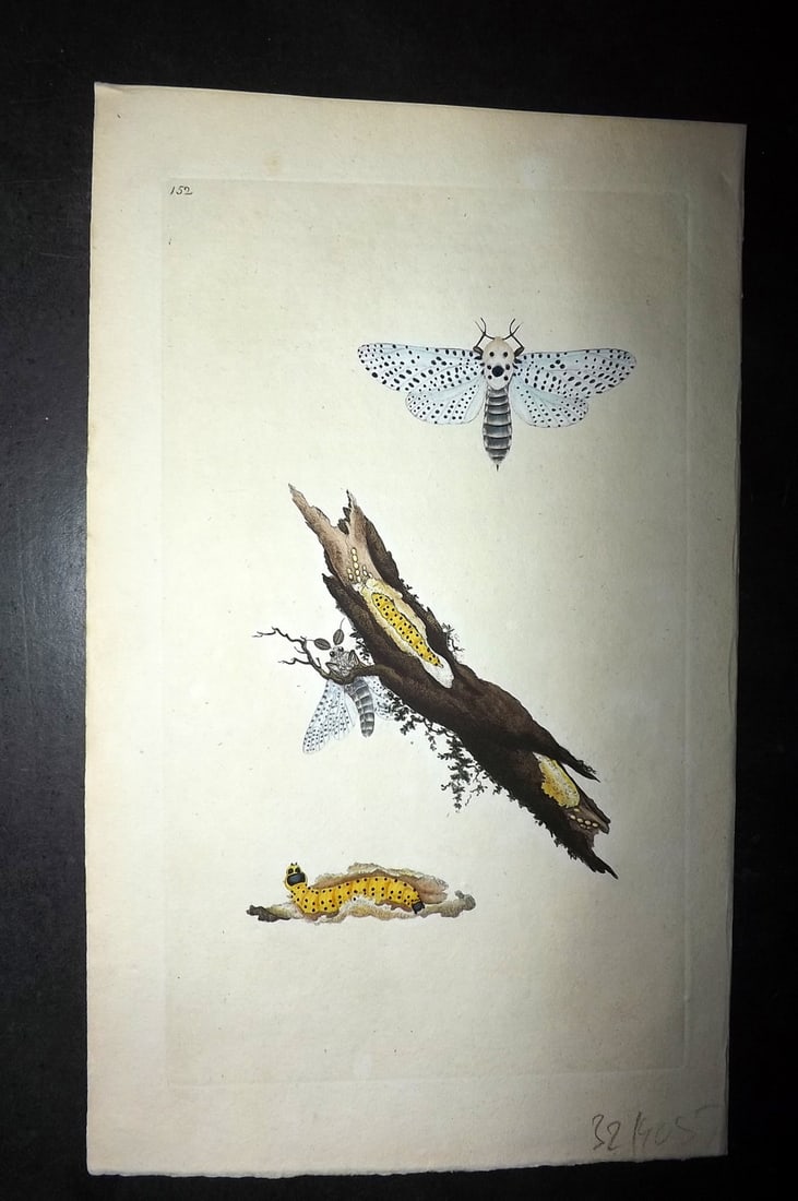 Donovan C1800 Hand Col Insect Print. Wood Leopard Moth 152: Hand Colored Etching Published 1796-1813, London for "The Natural History of British Insects" by Edward Donovan. With accompanying descriptive text. Paper Size: 9.5 x 6 inch (24 x 15cm) Good Condition