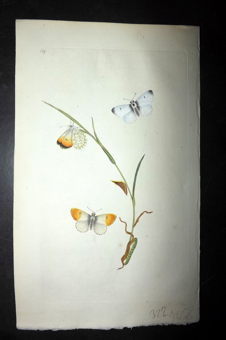 Donovan C1800 Hand Col Insect Print. Orange Tip Butterfly 169: Hand Colored Etching Published 1796-1813, London for "The Natural History of British Insects" by Edward Donovan. With accompanying descriptive text. Paper Size: 9.5 x 6 inch (24 x 15cm) Good Condition