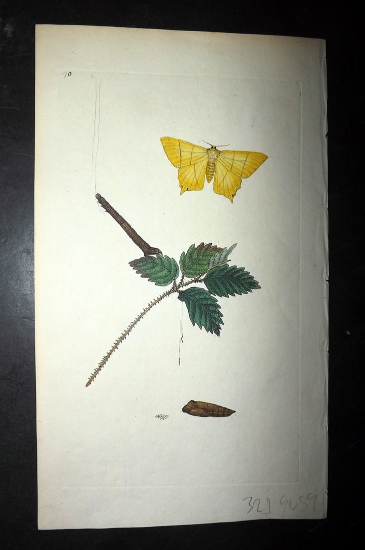 Donovan C1800 Hand Col Insect Print. Clifden Non-Pareil Butterfly 170: Hand Colored Etching Published 1796-1813, London for "The Natural History of British Insects" by Edward Donovan. With accompanying descriptive text. Paper Size: 9.5 x 6 inch (24 x 15cm) Good Condition