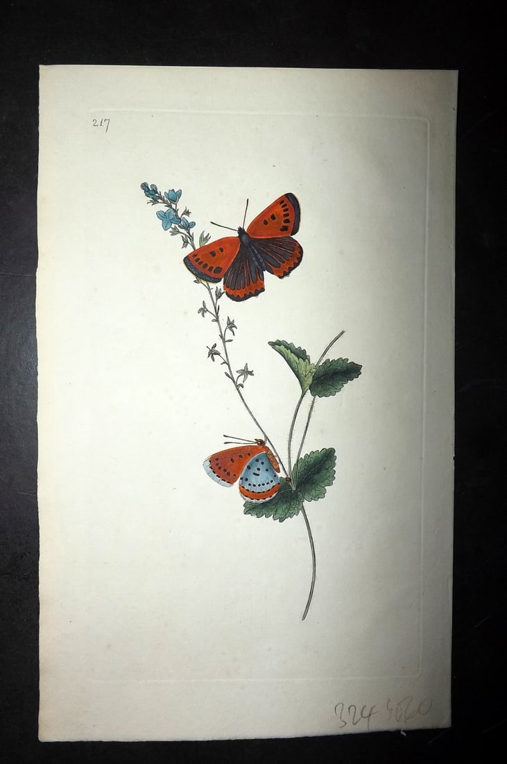 Donovan C1800 Hand Col Insect Print. Great Copper Butterfly 217: Hand Colored Etching Published 1796-1813, London for "The Natural History of British Insects" by Edward Donovan. With accompanying descriptive text. Paper Size: 9.5 x 6 inch (24 x 15cm) Good Condition