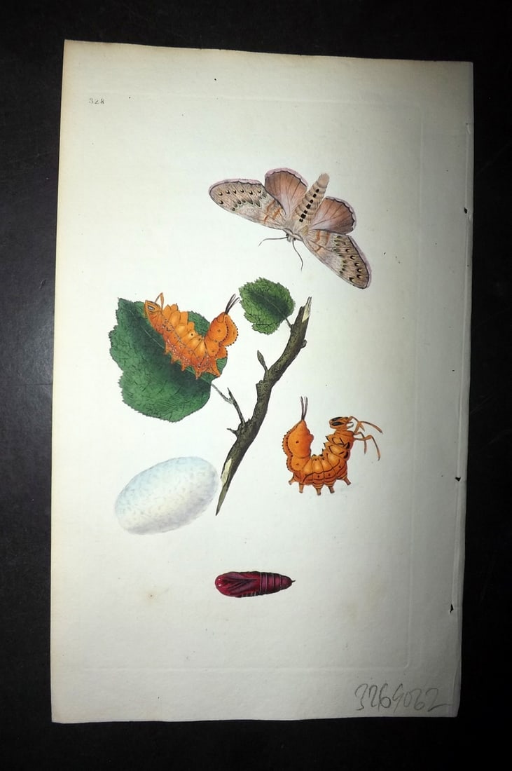 Donovan C1800 Hand Col Insect Print. Lobster Moth 328: Hand Colored Etching Published 1796-1813, London for "The Natural History of British Insects" by Edward Donovan. With accompanying descriptive text. Paper Size: 9.5 x 6 inch (24 x 15cm) Good Condition