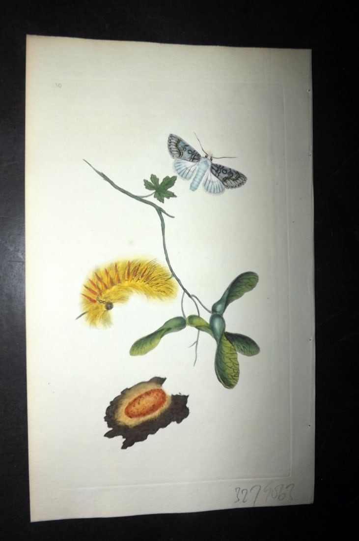 Donovan C1800 Hand Col Insect Print. Sycamore Moth 330: Hand Colored Etching Published 1796-1813, London for "The Natural History of British Insects" by Edward Donovan. With accompanying descriptive text. Paper Size: 9.5 x 6 inch (24 x 15cm) Good Condition