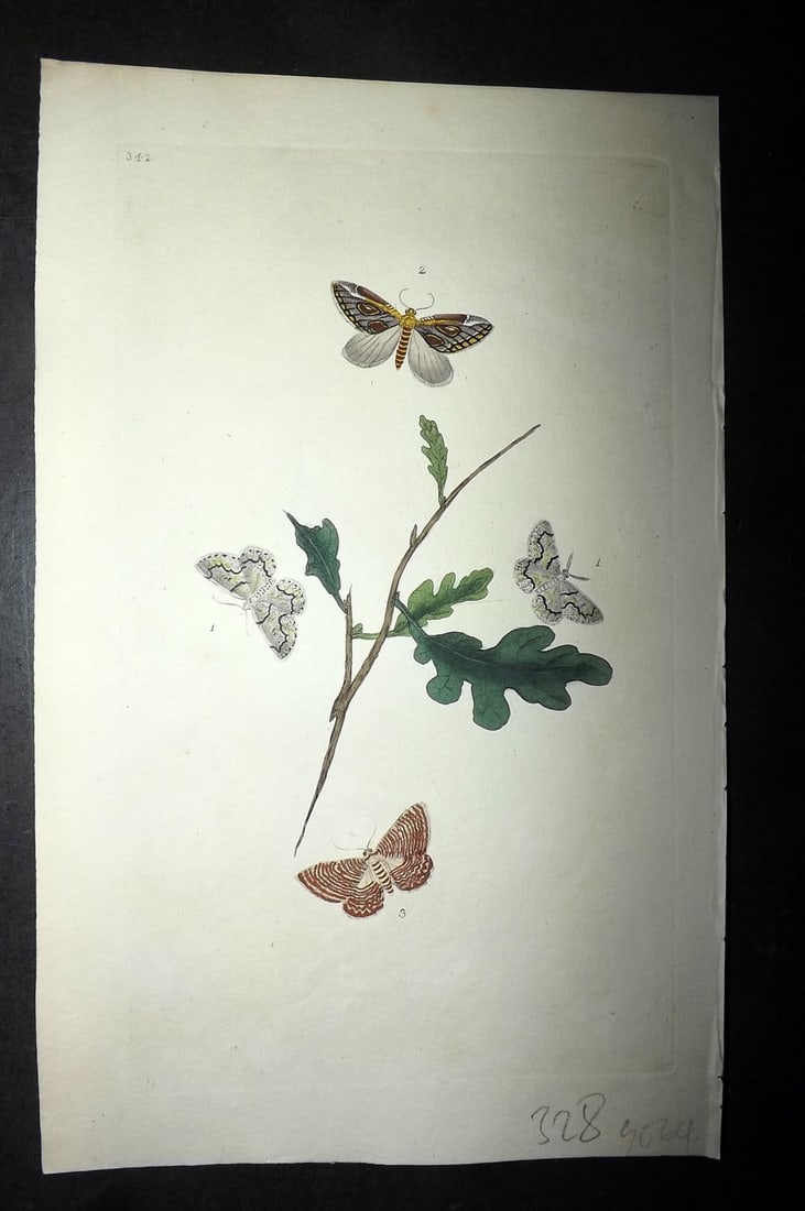 Donovan C1800 Hand Col Insect Print. Phalaena Lichenaria 342: Hand Colored Etching Published 1796-1813, London for "The Natural History of British Insects" by Edward Donovan. With accompanying descriptive text. Paper Size: 9.5 x 6 inch (24 x 15cm) Good Condition