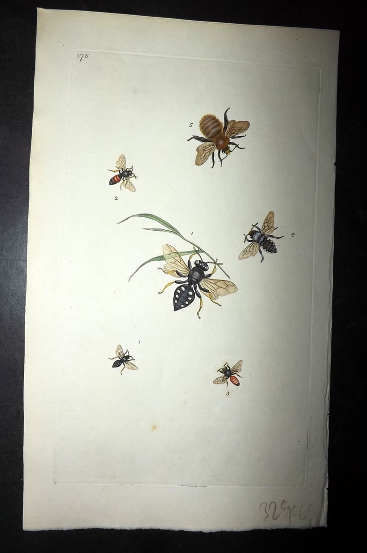 Donovan C1800 Hand Col Insect Print. Ten Spotted Wasp 376: Hand Colored Etching Published 1796-1813, London for "The Natural History of British Insects" by Edward Donovan. With accompanying descriptive text. Paper Size: 9.5 x 6 inch (24 x 15cm) Good Condition