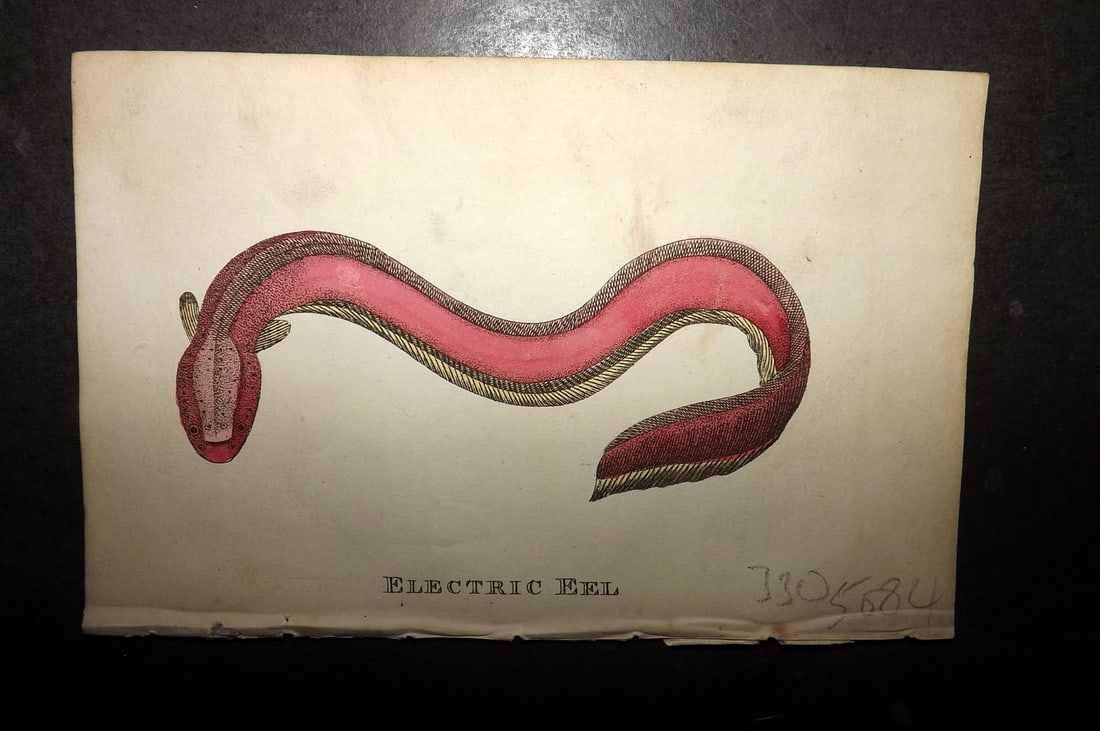 Holloway, William 1804 Hand Col Fish Print. Electric Eel: Hand Colored Copper Plate Published 1803-04, London for "The British Museum; Or Elegant Repository of Natural History" by William Holloway and John Branch. Paper Size: 5 x 3.5 inch (13 x 9cm) Very min