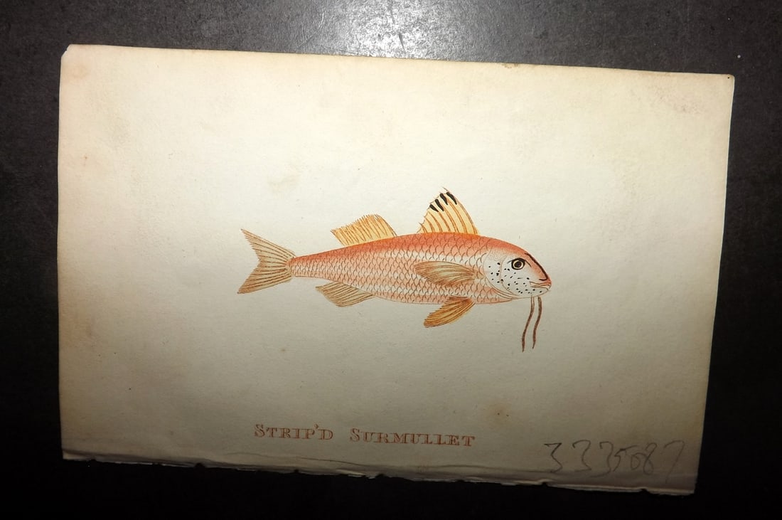 Holloway, William 1804 Hand Col Fish Print. Strip'd Surmullet: Hand Colored Copper Plate Published 1803-04, London for "The British Museum; Or Elegant Repository of Natural History" by William Holloway and John Branch. Paper Size: 5 x 3.5 inch (13 x 9cm) Very min