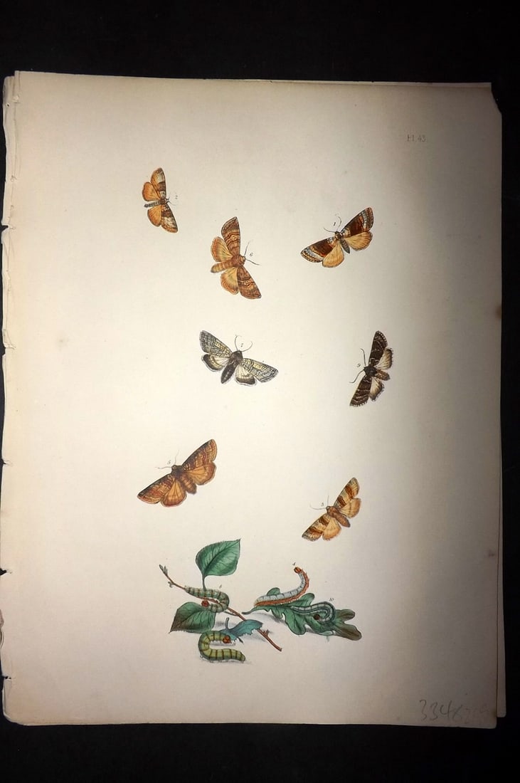 Humphreys & Westwood 1857 Hand Col Moth Print 43: Hand Colored Lithographs Published 1849, London for "British Moths and Their Transformations" by Henry Noel Humphreys & John Obadiah Westwood. Paper Size: 11 x 8.5 inch (28 x 22cm) Good Condition