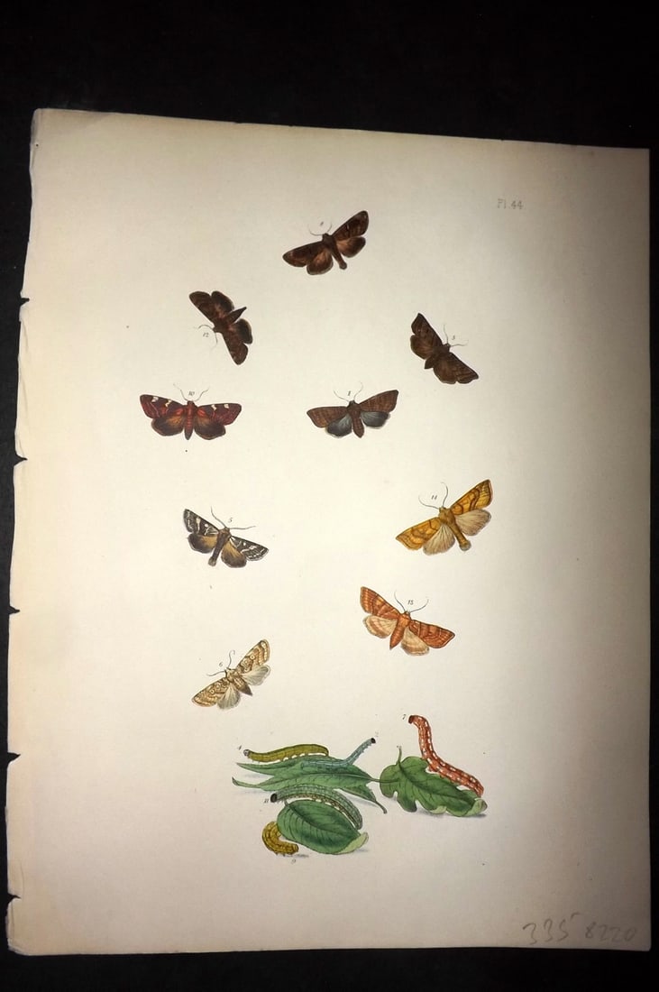 Humphreys & Westwood 1857 Hand Col Moth Print 44: Hand Colored Lithographs Published 1849, London for "British Moths and Their Transformations" by Henry Noel Humphreys & John Obadiah Westwood. Paper Size: 11 x 8.5 inch (28 x 22cm) Good Condition
