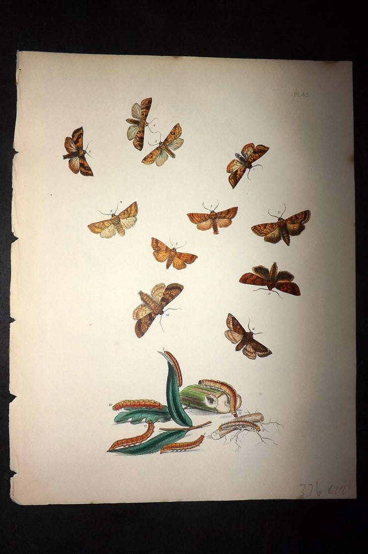 Humphreys & Westwood 1857 Hand Col Moth Print 45: Hand Colored Lithographs Published 1849, London for "British Moths and Their Transformations" by Henry Noel Humphreys & John Obadiah Westwood. Paper Size: 11 x 8.5 inch (28 x 22cm) Good Condition
