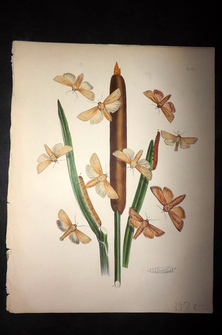 Humphreys & Westwood 1857 Hand Col Moth Print 46: Hand Colored Lithographs Published 1849, London for "British Moths and Their Transformations" by Henry Noel Humphreys & John Obadiah Westwood. Paper Size: 11 x 8.5 inch (28 x 22cm) Good Condition
