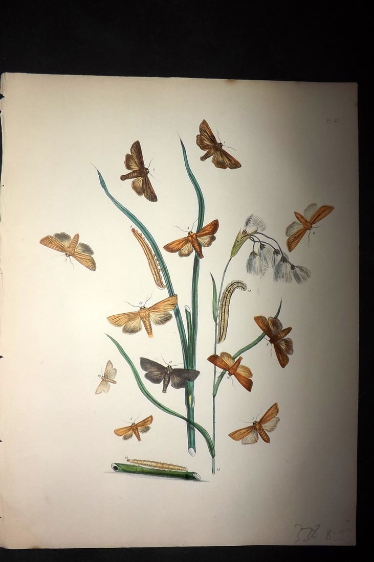 Humphreys & Westwood 1857 Hand Col Moth Print 47: Hand Colored Lithographs Published 1849, London for "British Moths and Their Transformations" by Henry Noel Humphreys & John Obadiah Westwood. Paper Size: 11 x 8.5 inch (28 x 22cm) Good Condition