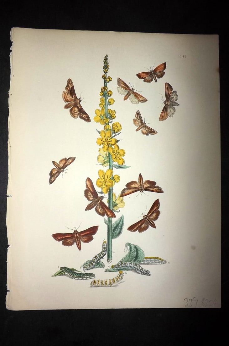 Humphreys & Westwood 1857 Hand Col Moth Print 48: Hand Colored Lithographs Published 1849, London for "British Moths and Their Transformations" by Henry Noel Humphreys & John Obadiah Westwood. Paper Size: 11 x 8.5 inch (28 x 22cm) Good Condition