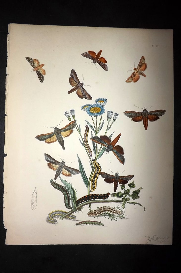 Humphreys & Westwood 1857 Hand Col Moth Print 49: Hand Colored Lithographs Published 1849, London for "British Moths and Their Transformations" by Henry Noel Humphreys & John Obadiah Westwood. Paper Size: 11 x 8.5 inch (28 x 22cm) Good Condition