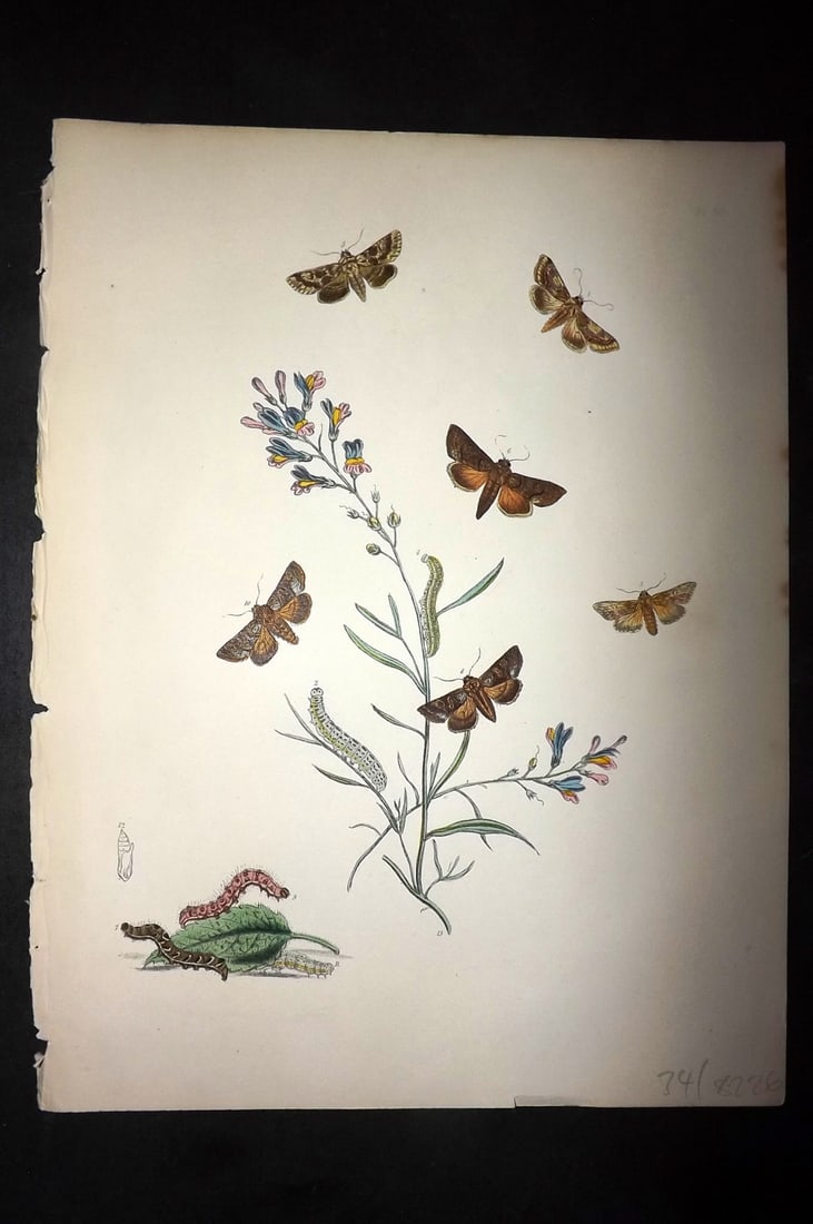 Humphreys & Westwood 1857 Hand Col Moth Print 50: Hand Colored Lithographs Published 1849, London for "British Moths and Their Transformations" by Henry Noel Humphreys & John Obadiah Westwood. Paper Size: 11 x 8.5 inch (28 x 22cm) Good Condition