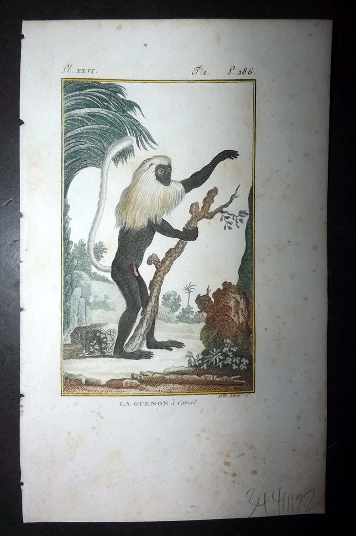Latreille 1800 Hand Col Monkey Print. La Guenon 26 (1 of 1)