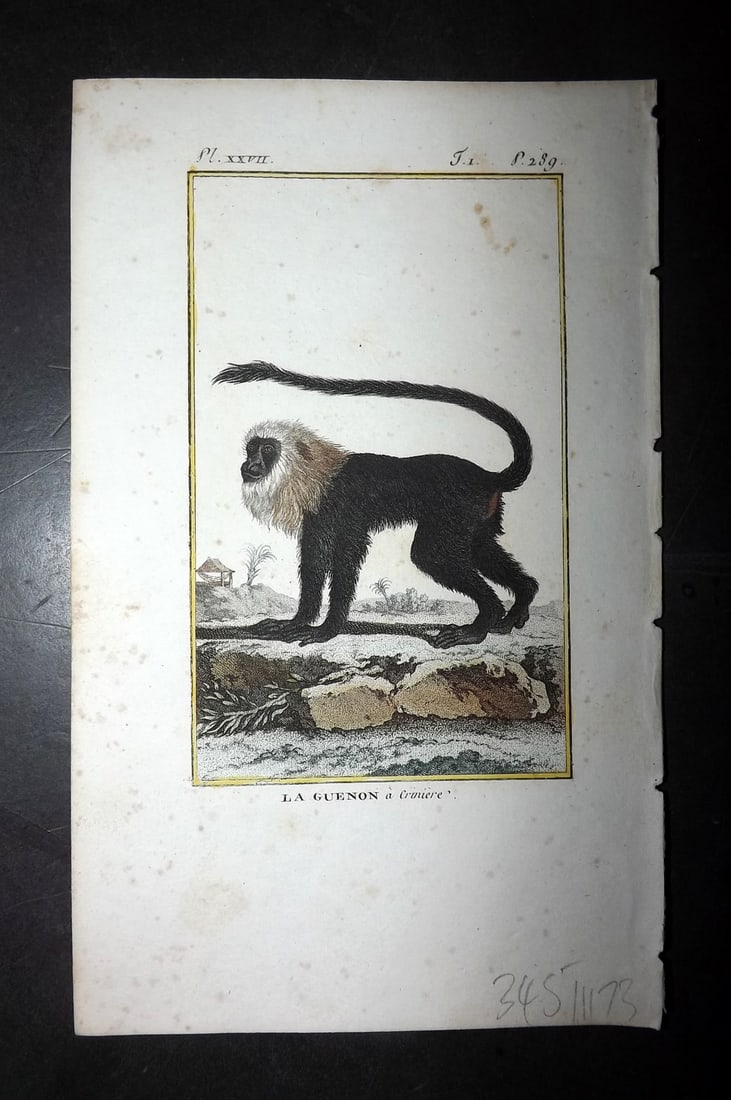 Latreille 1800 Hand Col Monkey Print. La Guenon 27 (1 of 1)