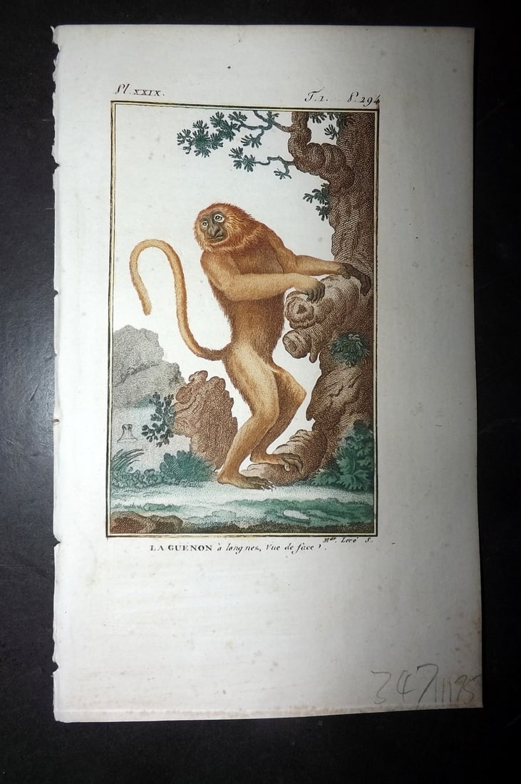 Latreille 1800 Hand Col Monkey Print. La Guenon 29 (1 of 1)