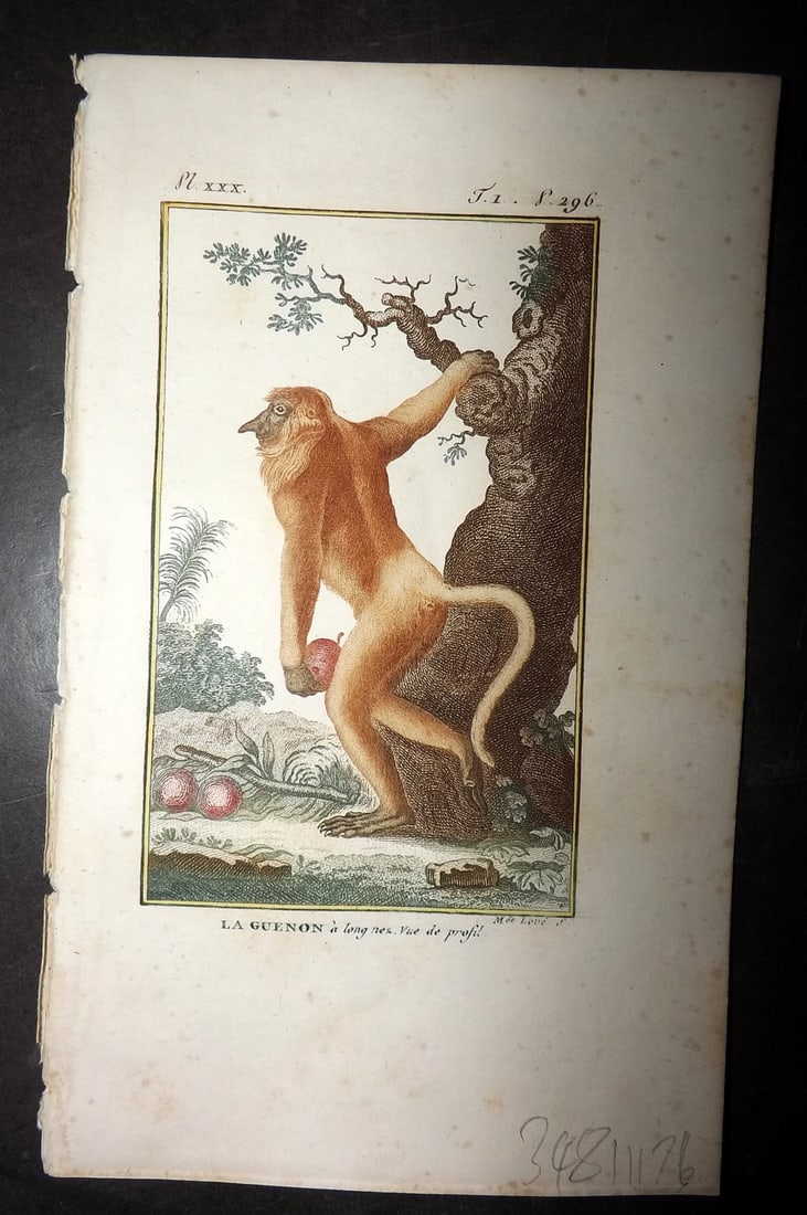 Latreille 1800 Hand Col Monkey Print. La Guenon 30 (1 of 1)